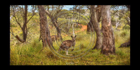 Kangaroo Life- 1 Kosciusko National Park