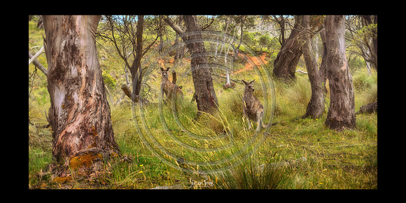 Kangaroo Life- 3 Kosciusko National Park