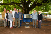 Memorial Park Oak Tree