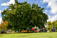 Memorial Park Oak Tree